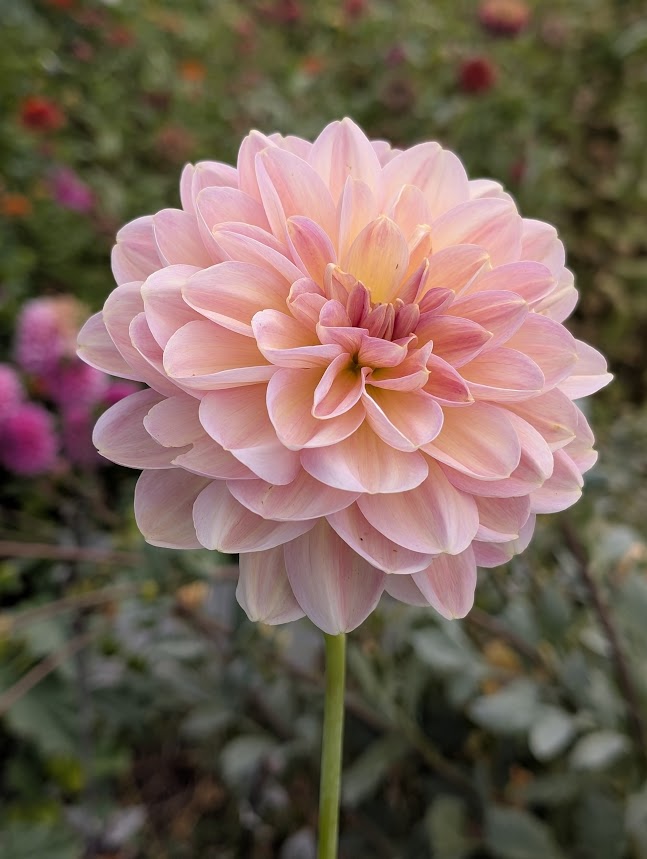 Hapet Old Charm dahlia tuber