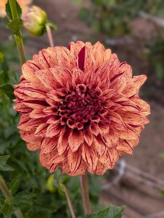Harvey Koop dahlia