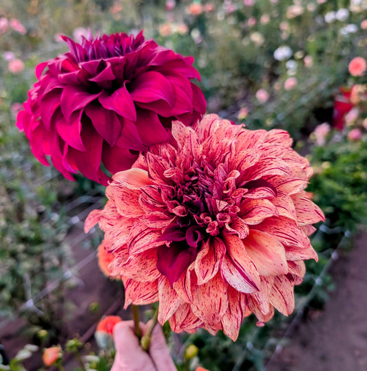 Harvey Koop dahlia