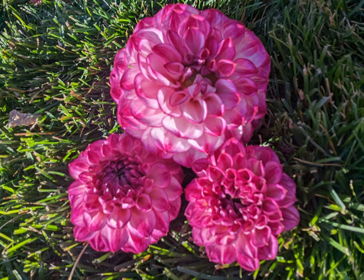 Hillcrest Jonathan dahlia