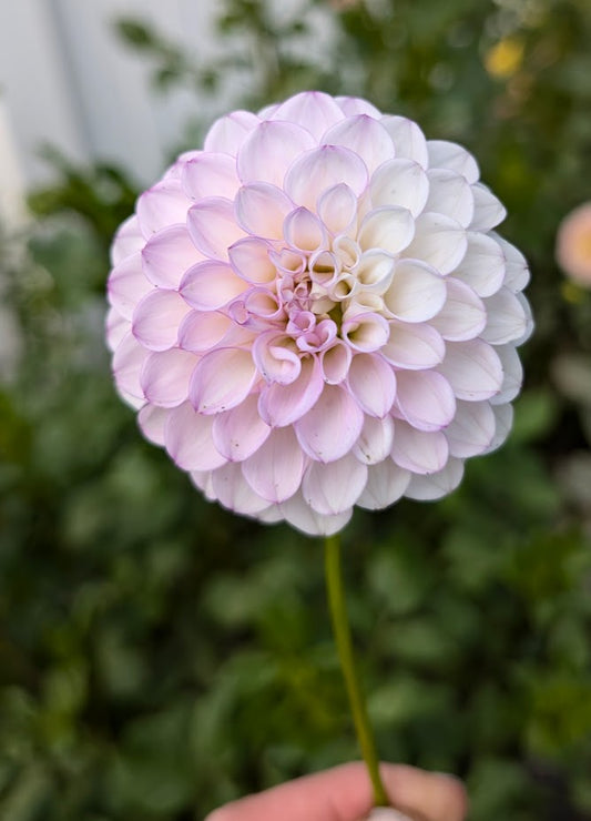 Hilltop Glo dahlia