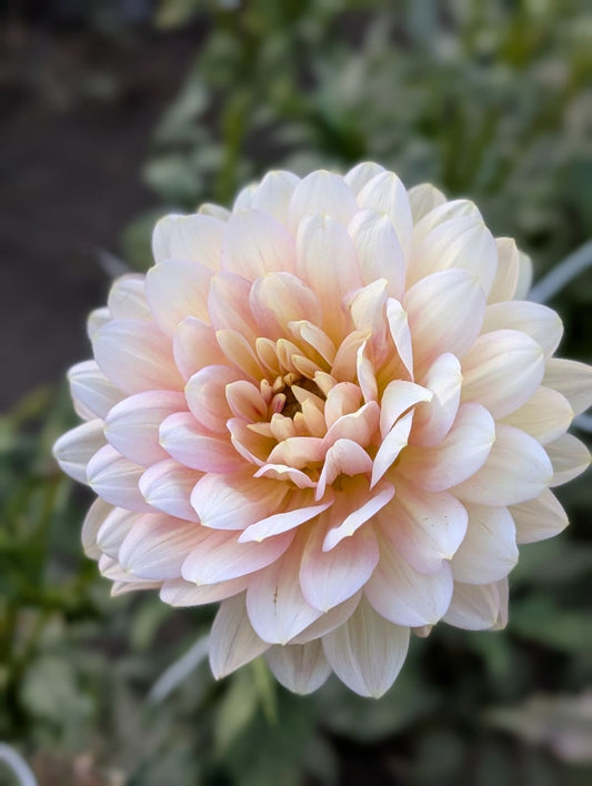 Hollyhill Serenity dahlia