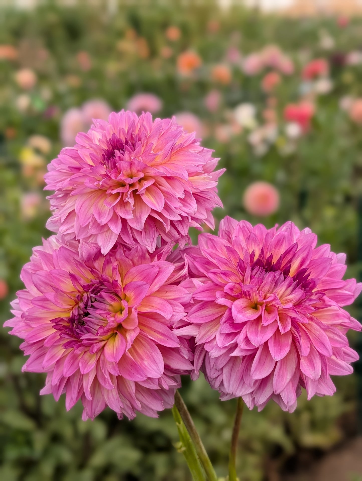 Hollyhill Gloria dahlia