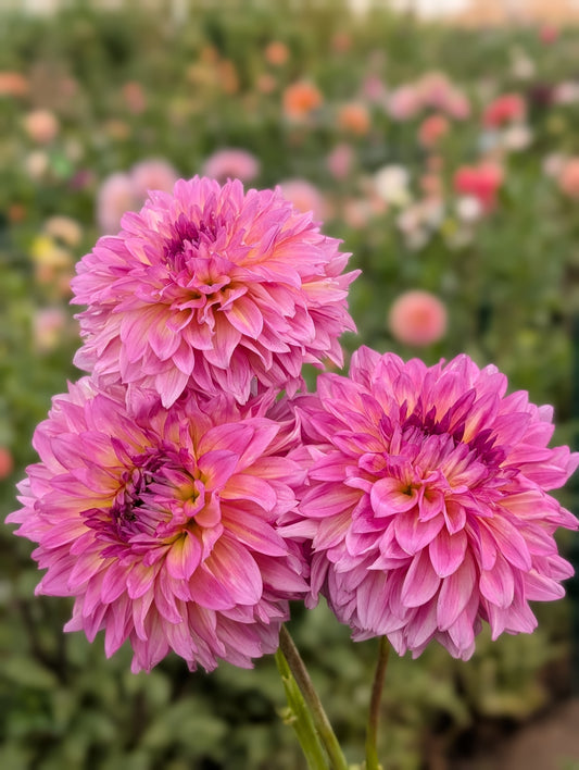 Hollyhill Gloria dahlia