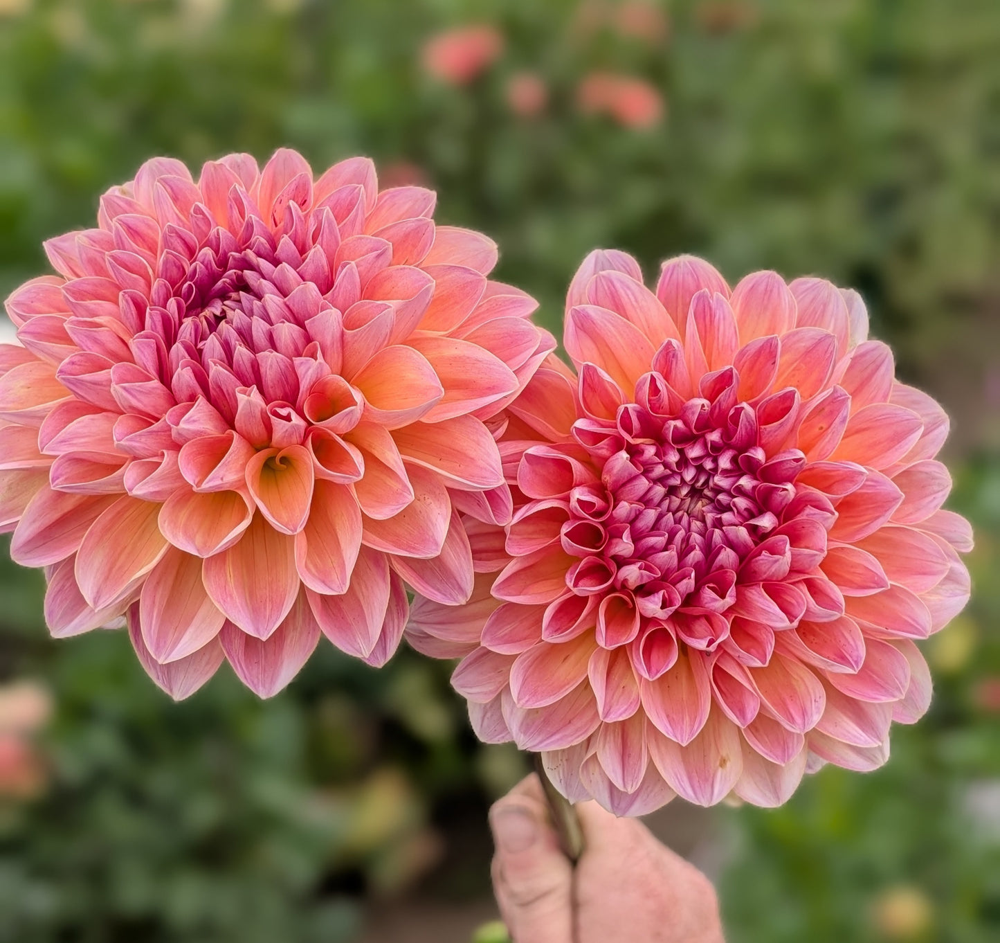 Honey Dew dahlia
