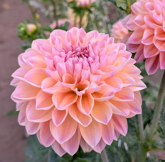 Honey Dew dahlia