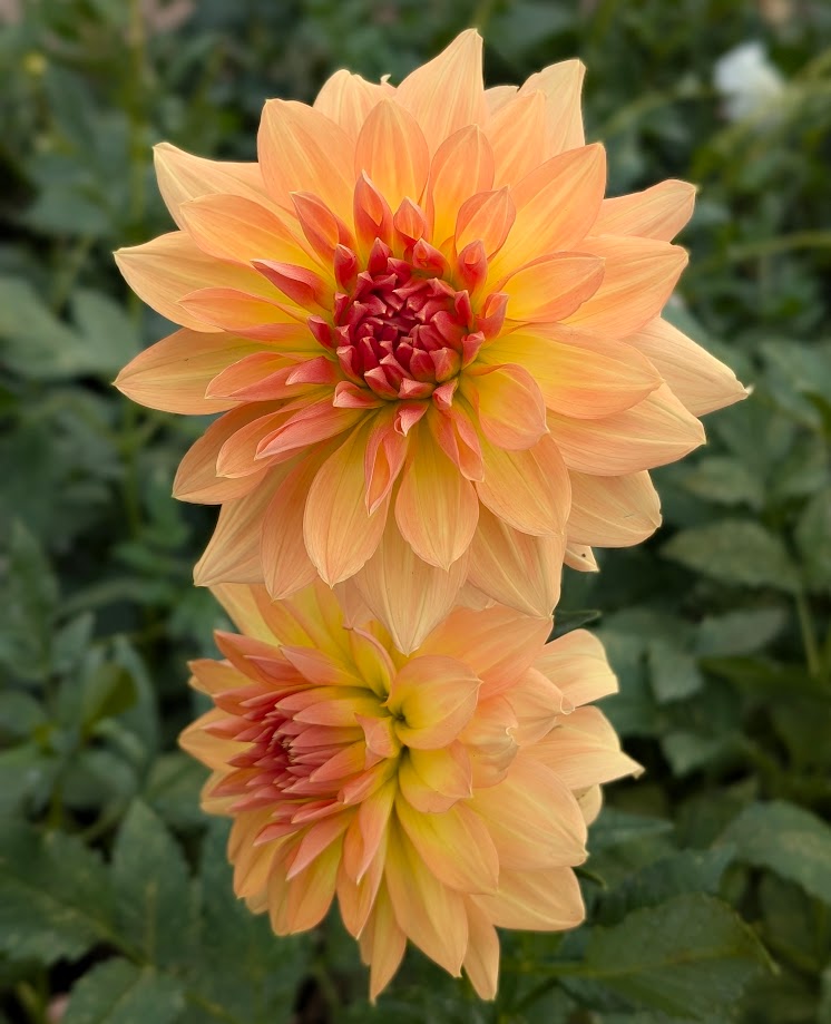 Honeymoon dahlia