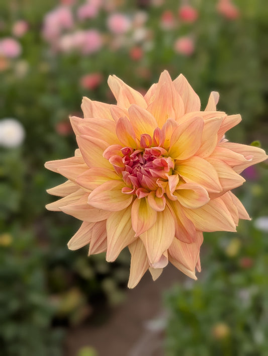 Honeymoon dahlia