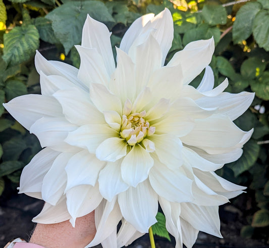 Iceburg dahlia