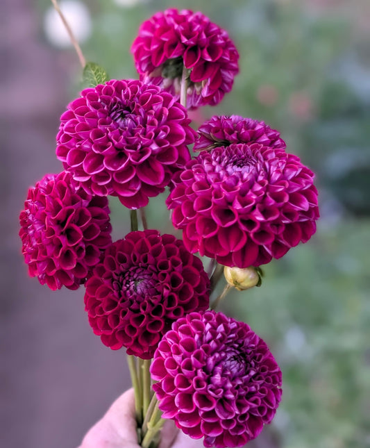 Ivanetti dahlia
