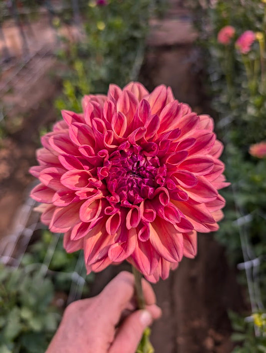 Jitterbug dahlia