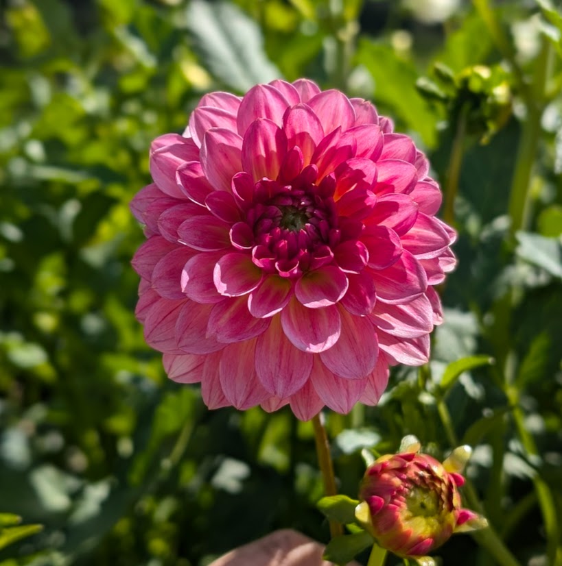 Jitterbug dahlia