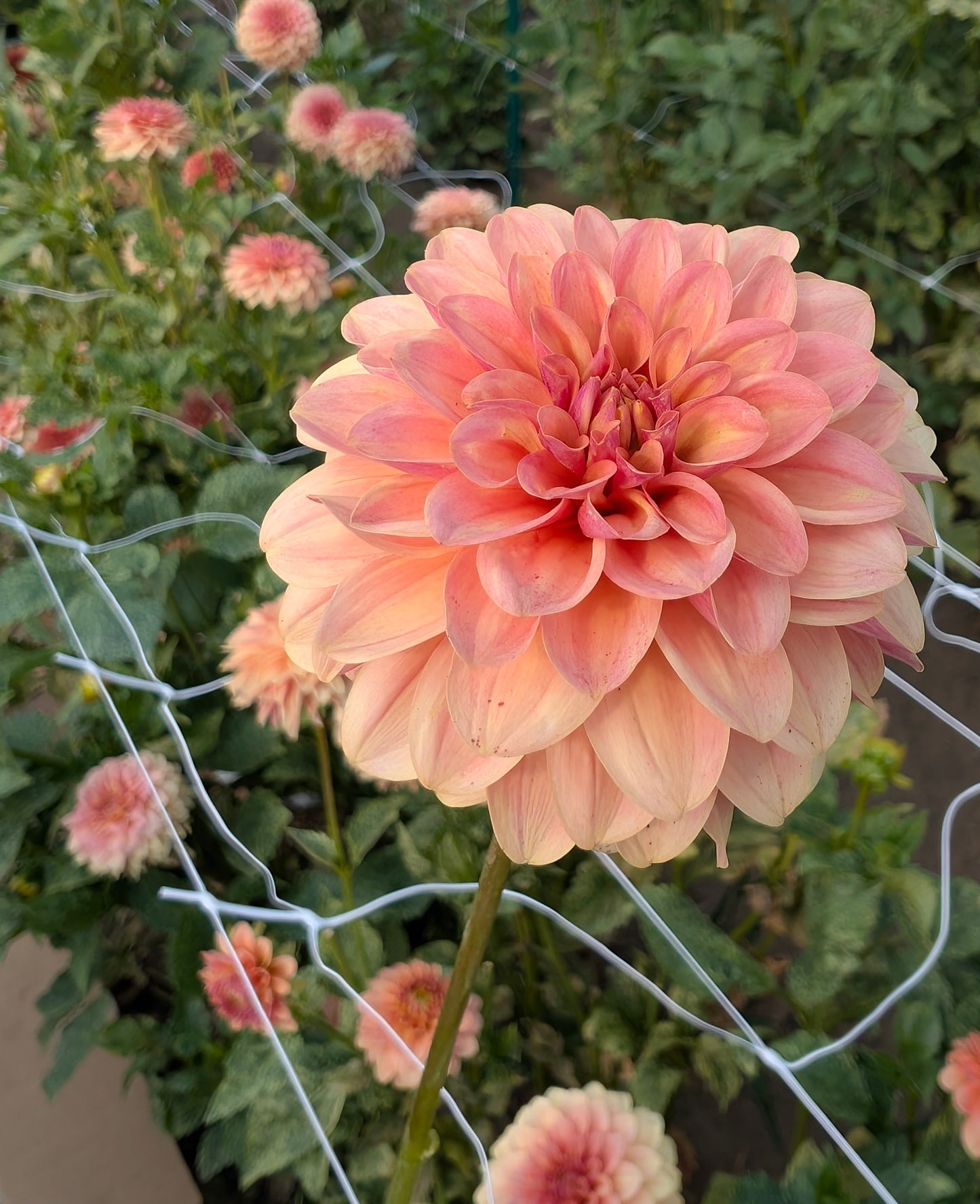 KA Boho Peach dahlia