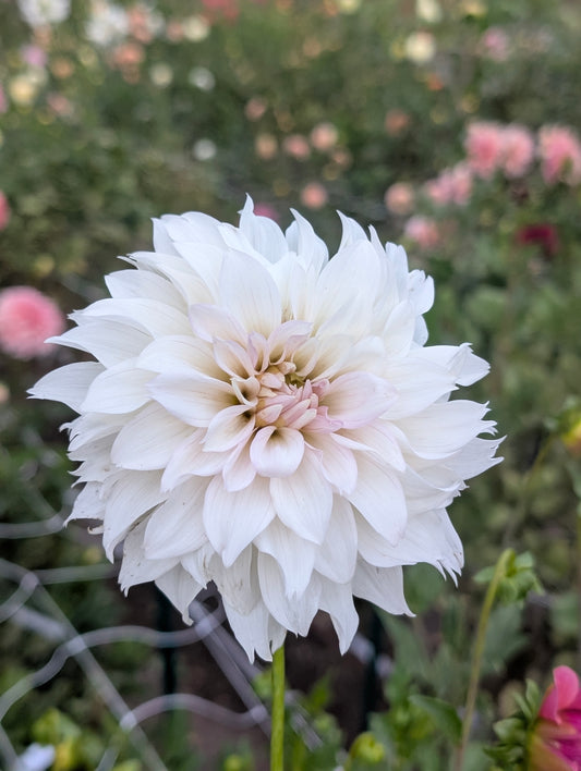 KA Chiffon dahlia