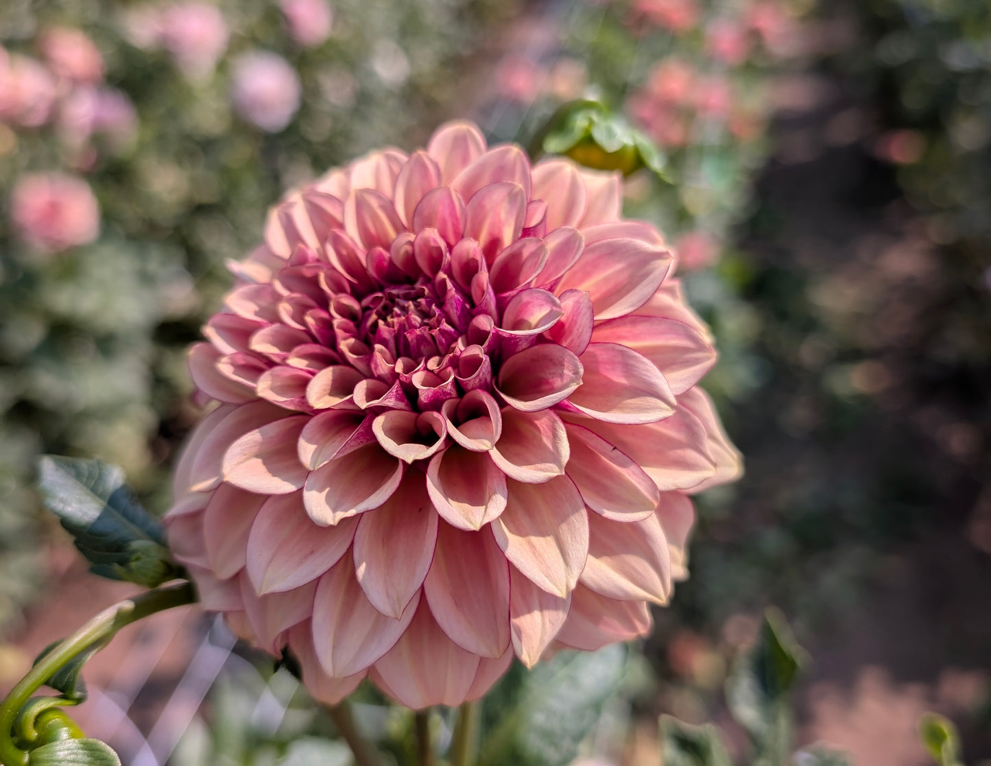 KA Creme Brulee dahlia