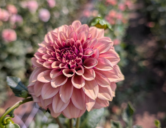 KA Creme Brulee dahlia