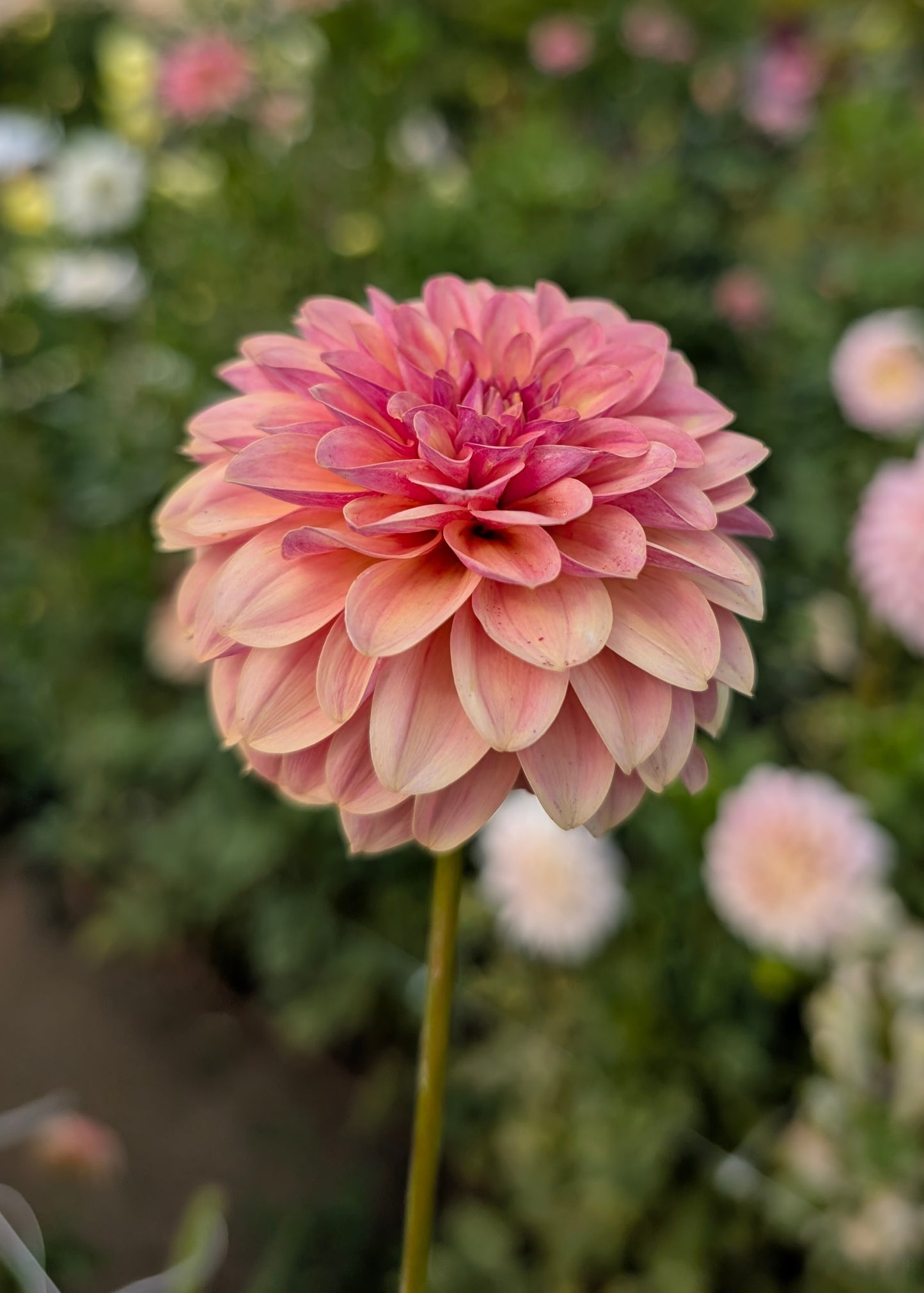KA Boho Peach dahlia