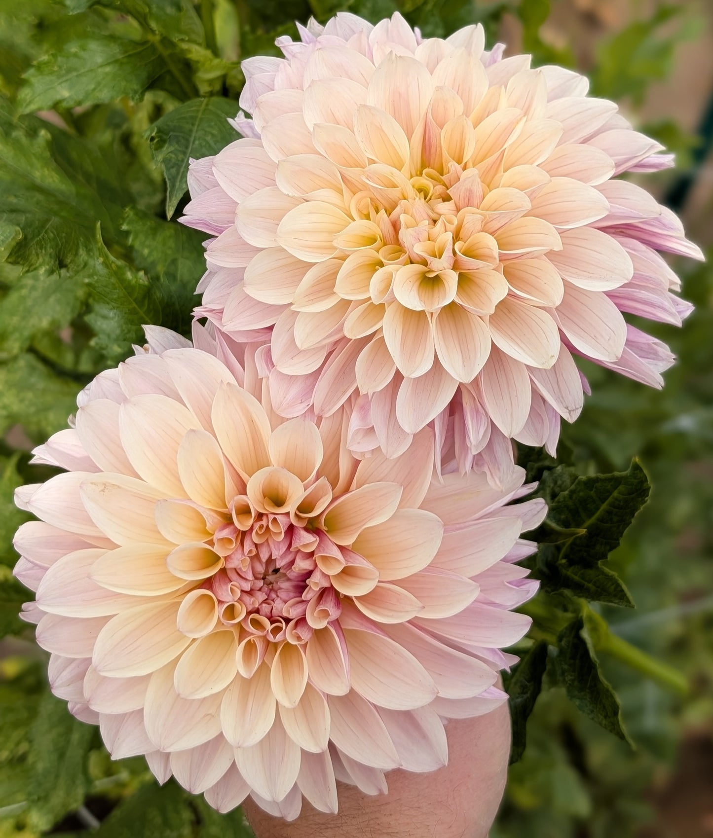 KA Penny Lane dahlia