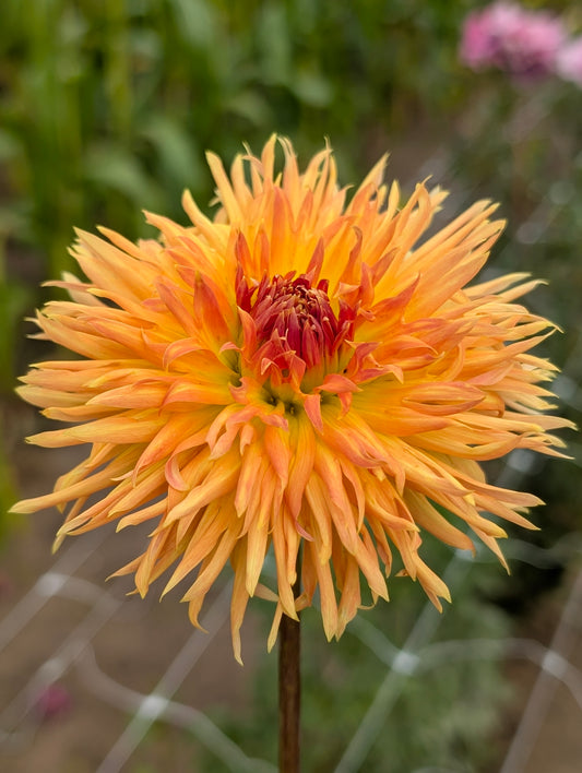Kaiwera Gold dahlia