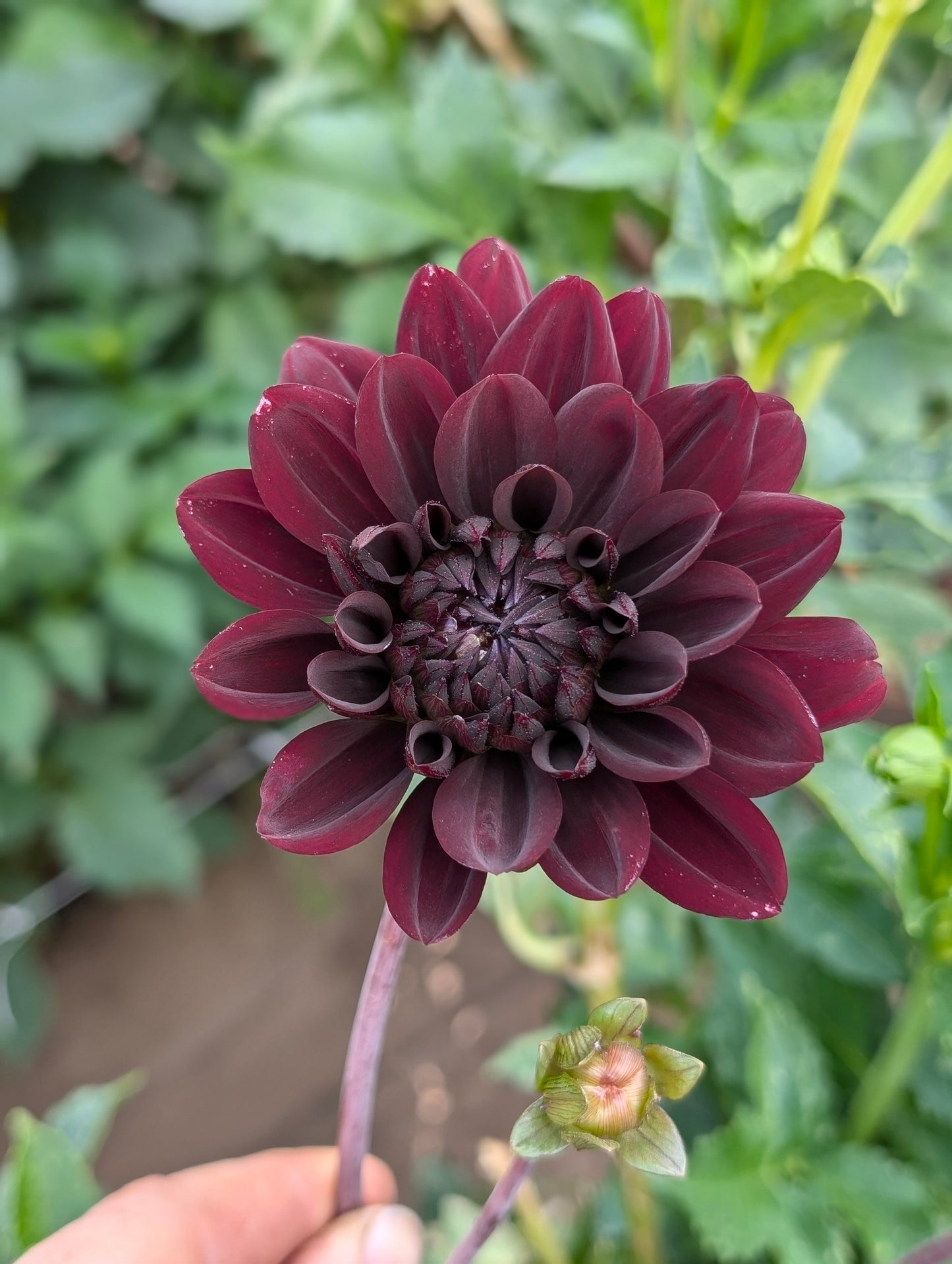 Karma Chocolate dahlia