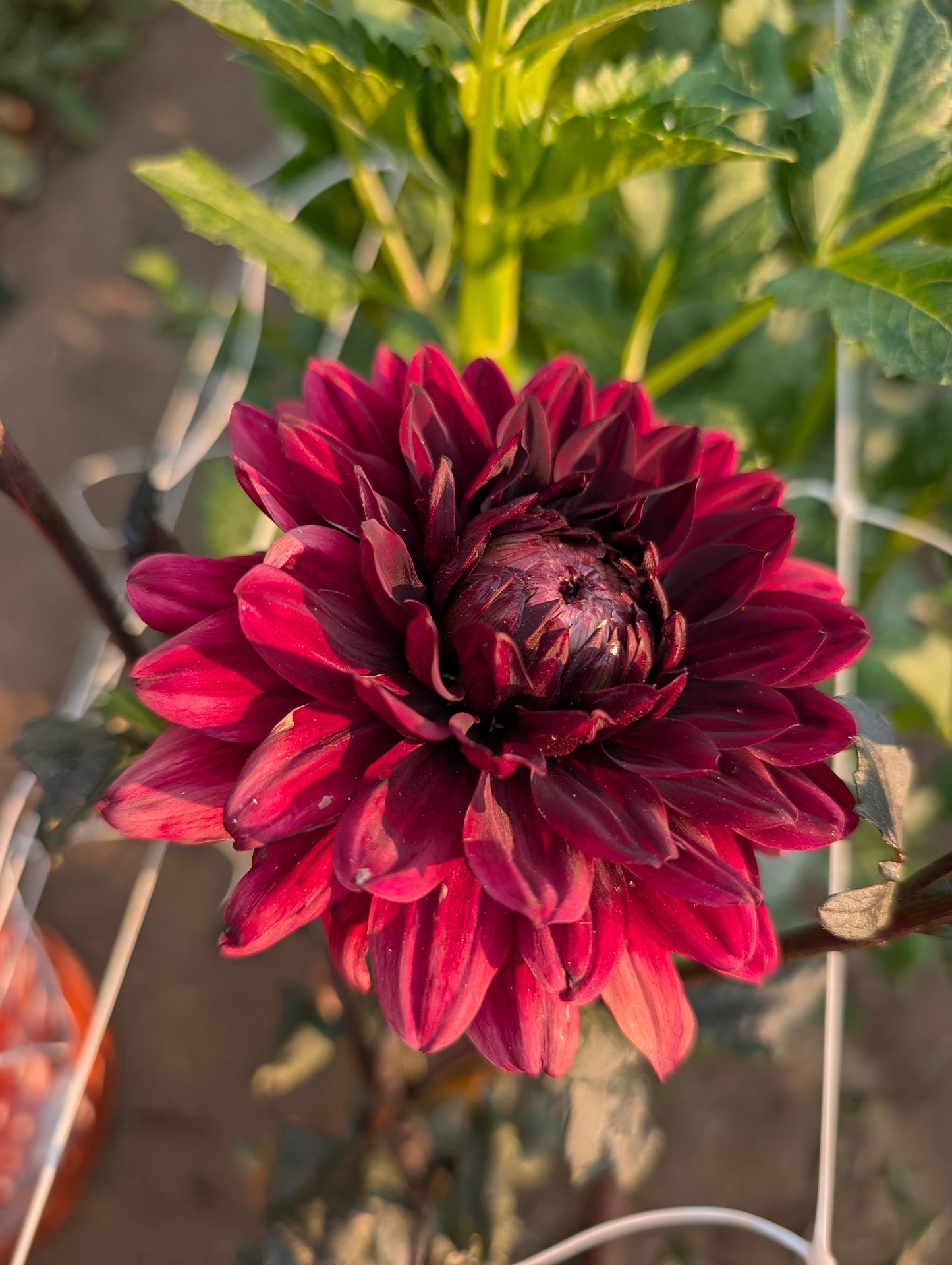 Karma Chocolate dahlia