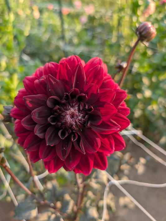 Karma Chocolate dahlia