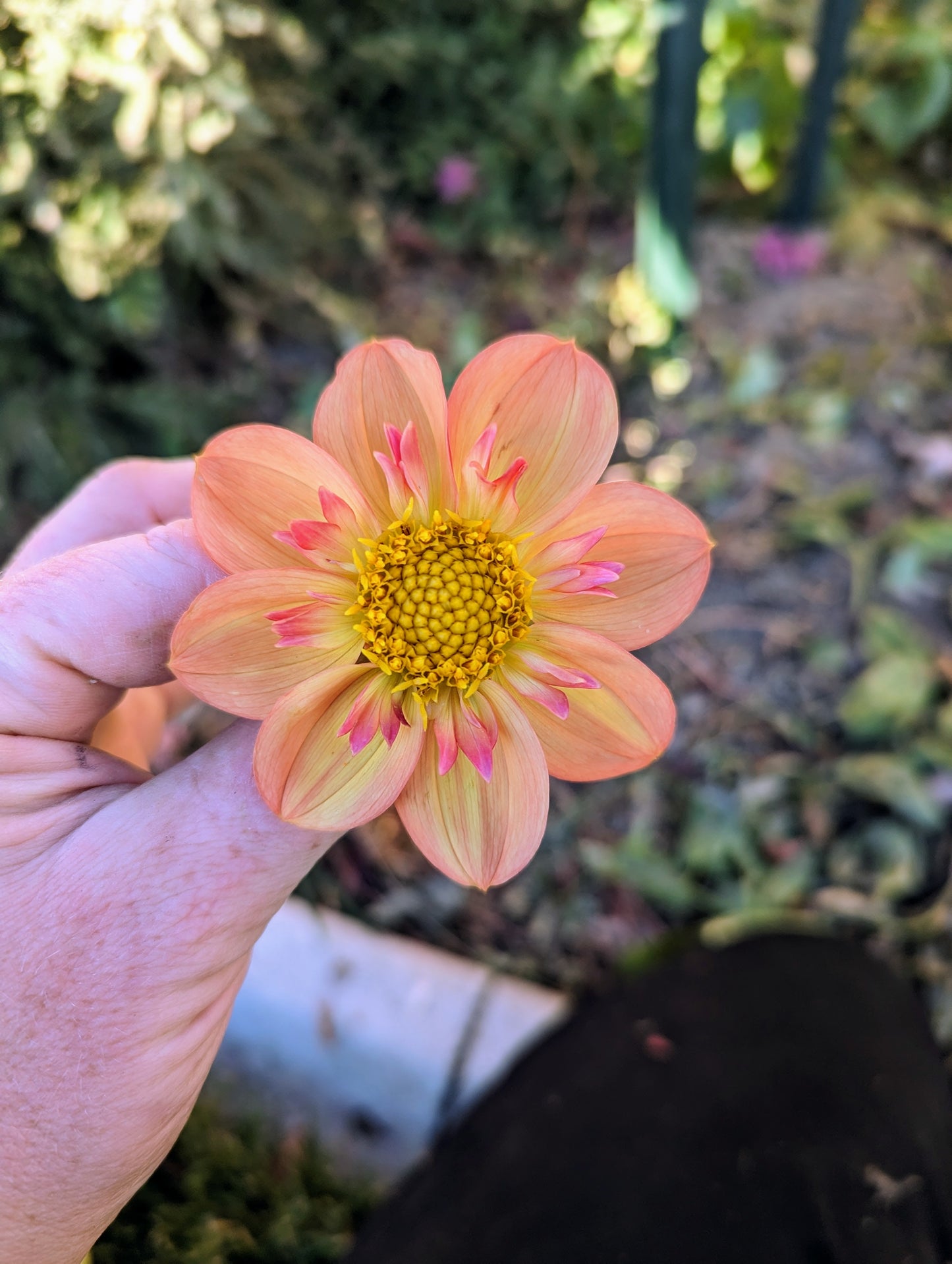 Kelsey Annie Joy dahlia