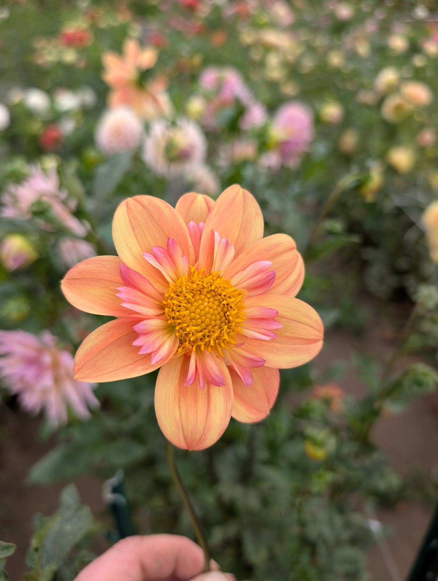 Kelsey Annie Joy dahlia