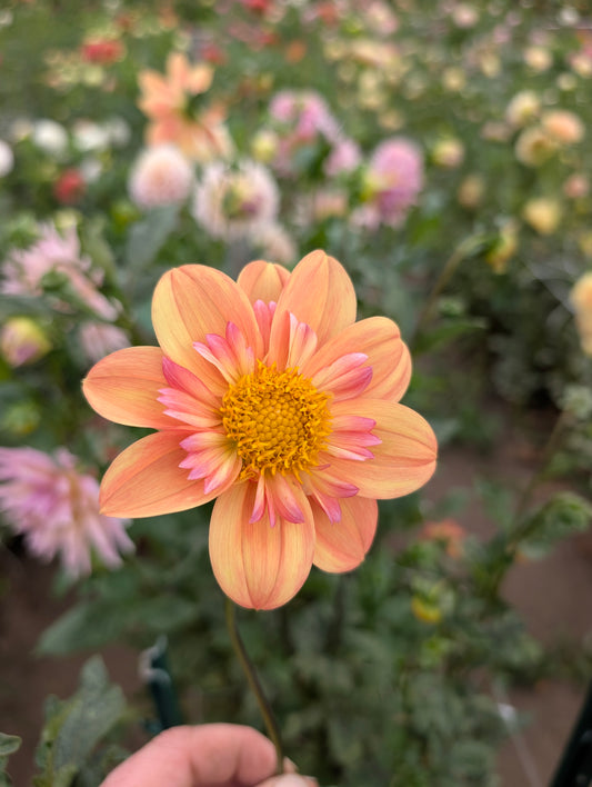 Kelsey Annie Joy dahlia