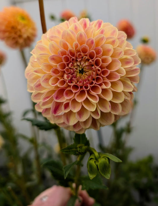 L.A.T.E. dahlia