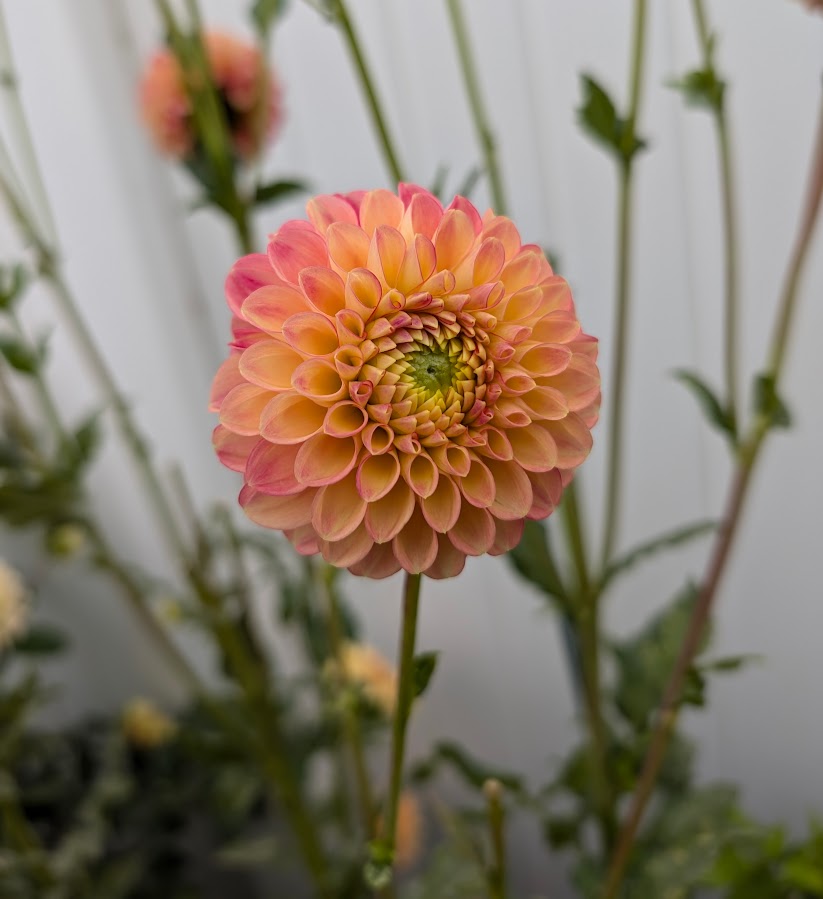 L.A.T.E. dahlia