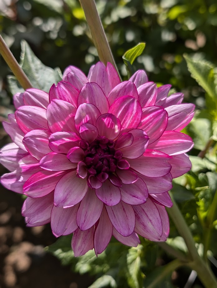 Lauren Michelle dahlia