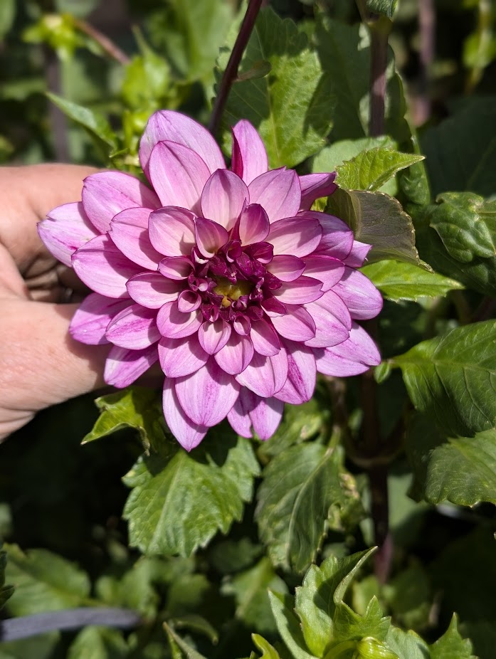 Lauren Michelle dahlia