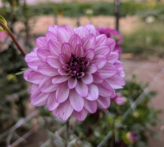 Lauren Michelle dahlia