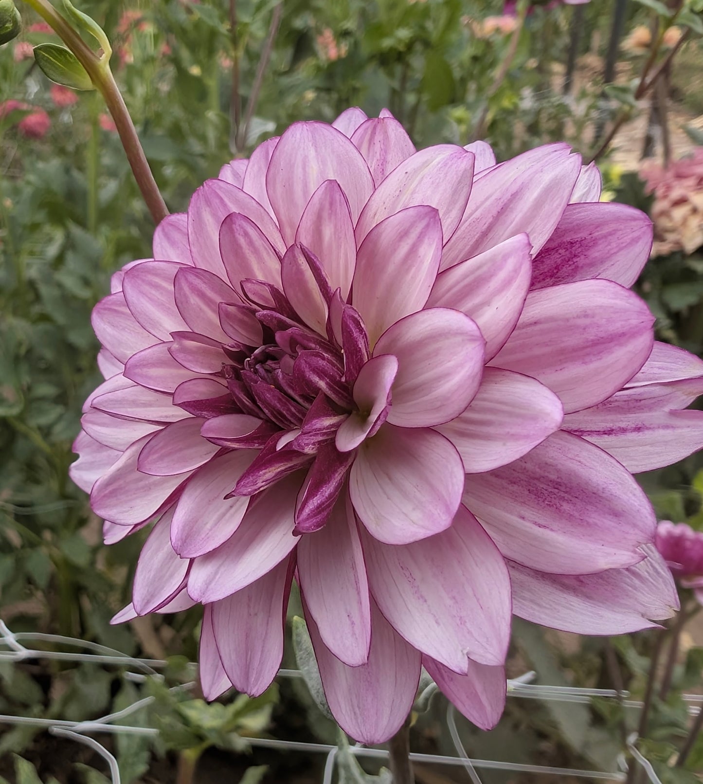 Lauren Michelle dahlia