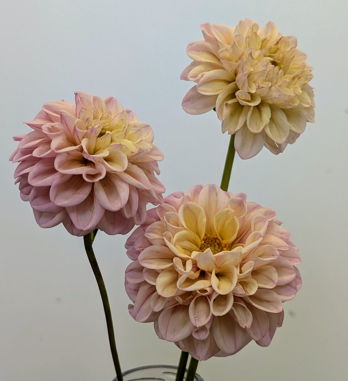 Lee's Little Angel dahlia tuber