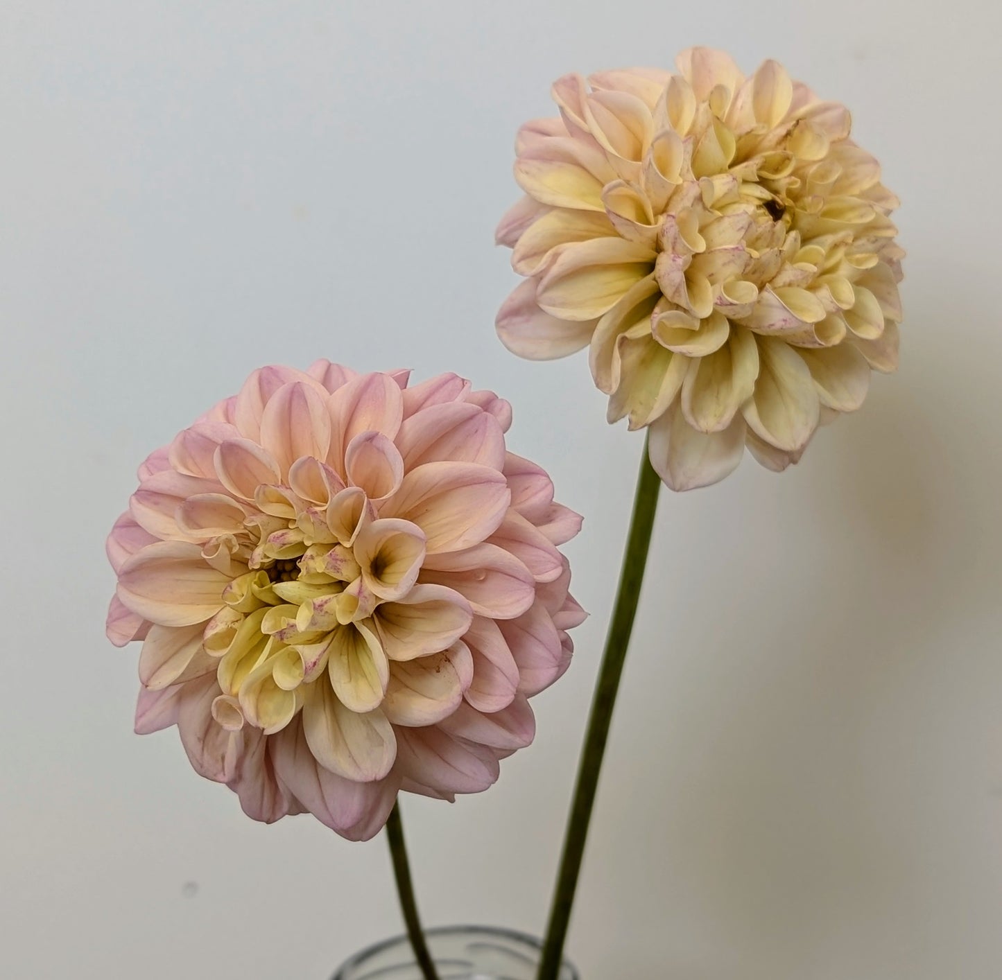 Lee's Little Angel dahlia tuber