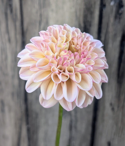 Lee's Little Angel dahlia tuber