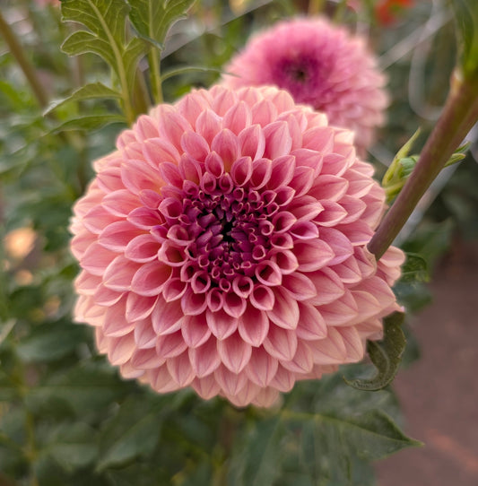 Levi's Blue Smoke dahlia