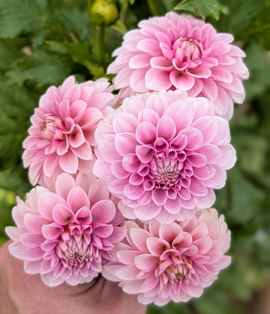 Lee's Confessor dahlia