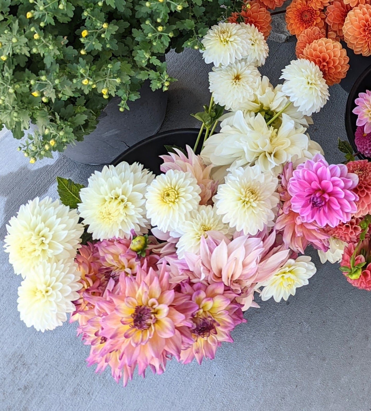 Gitts Attention dahlia