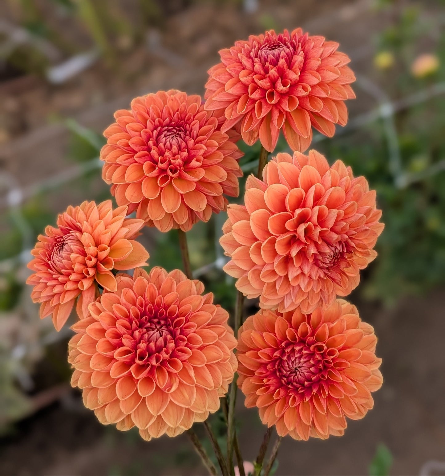 Maarn dahlia