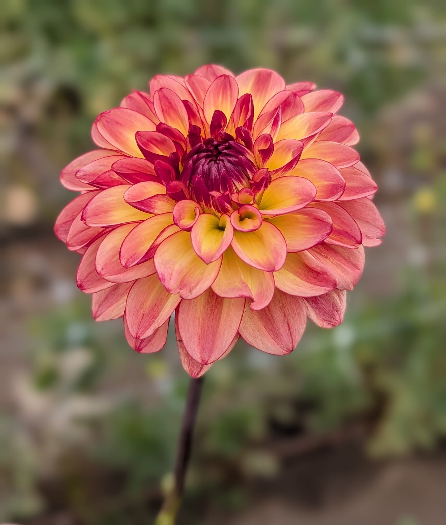 Mai Tai dahlia