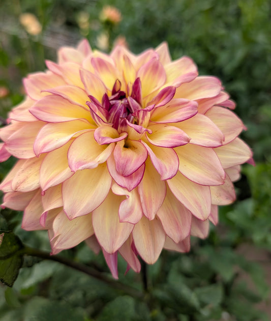 Mai Tai dahlia