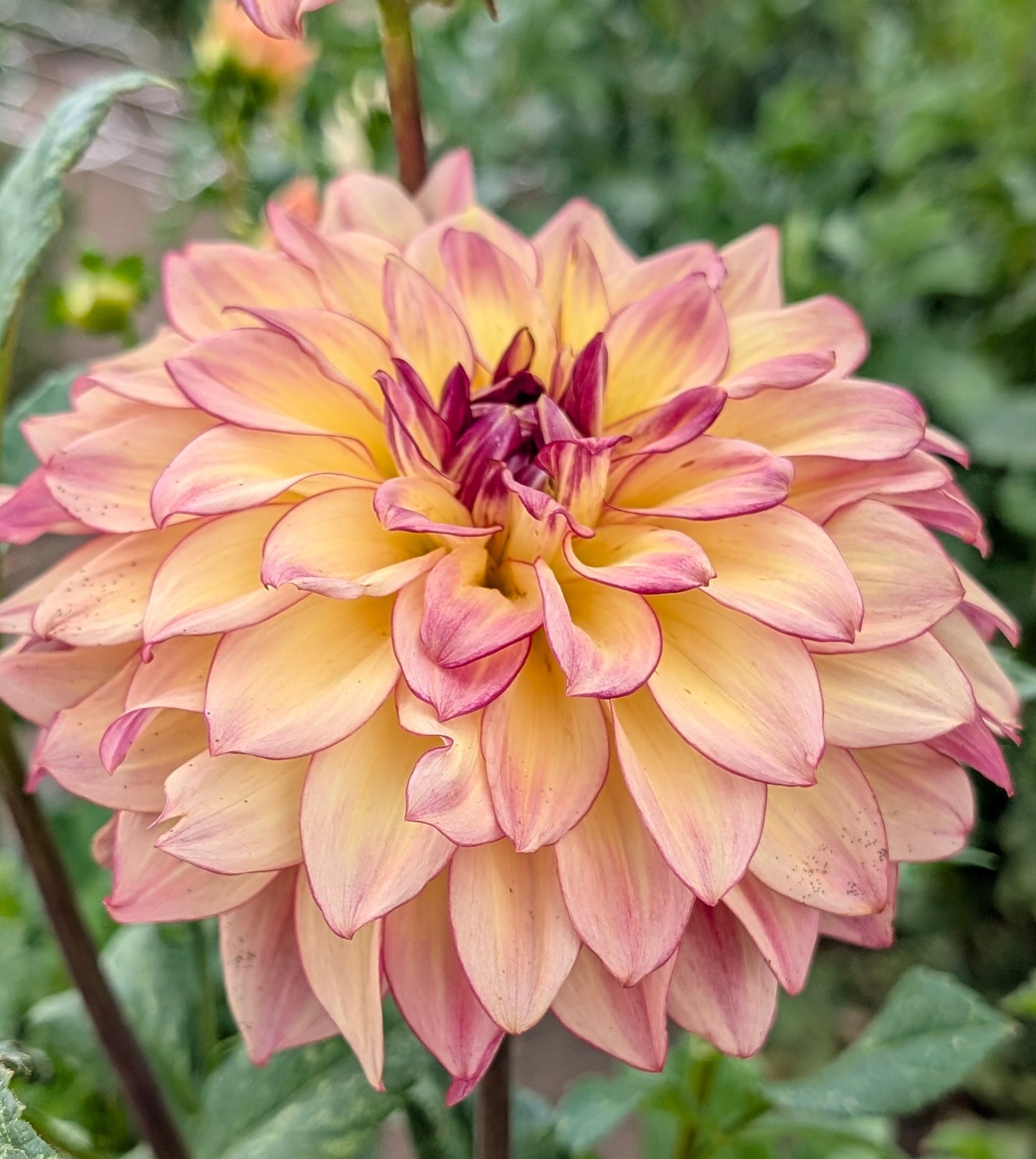 Mai Tai dahlia