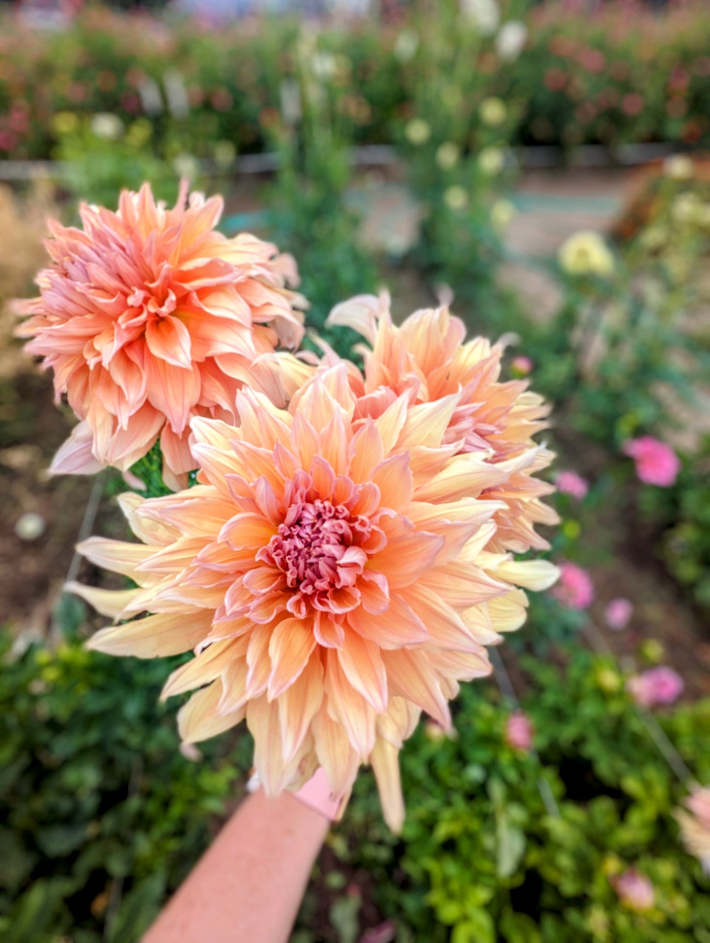 Mango Madness dahlia