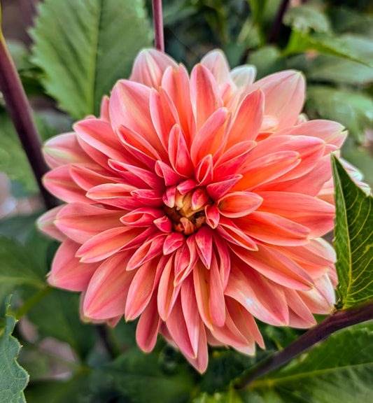 Mister Frans dahlia