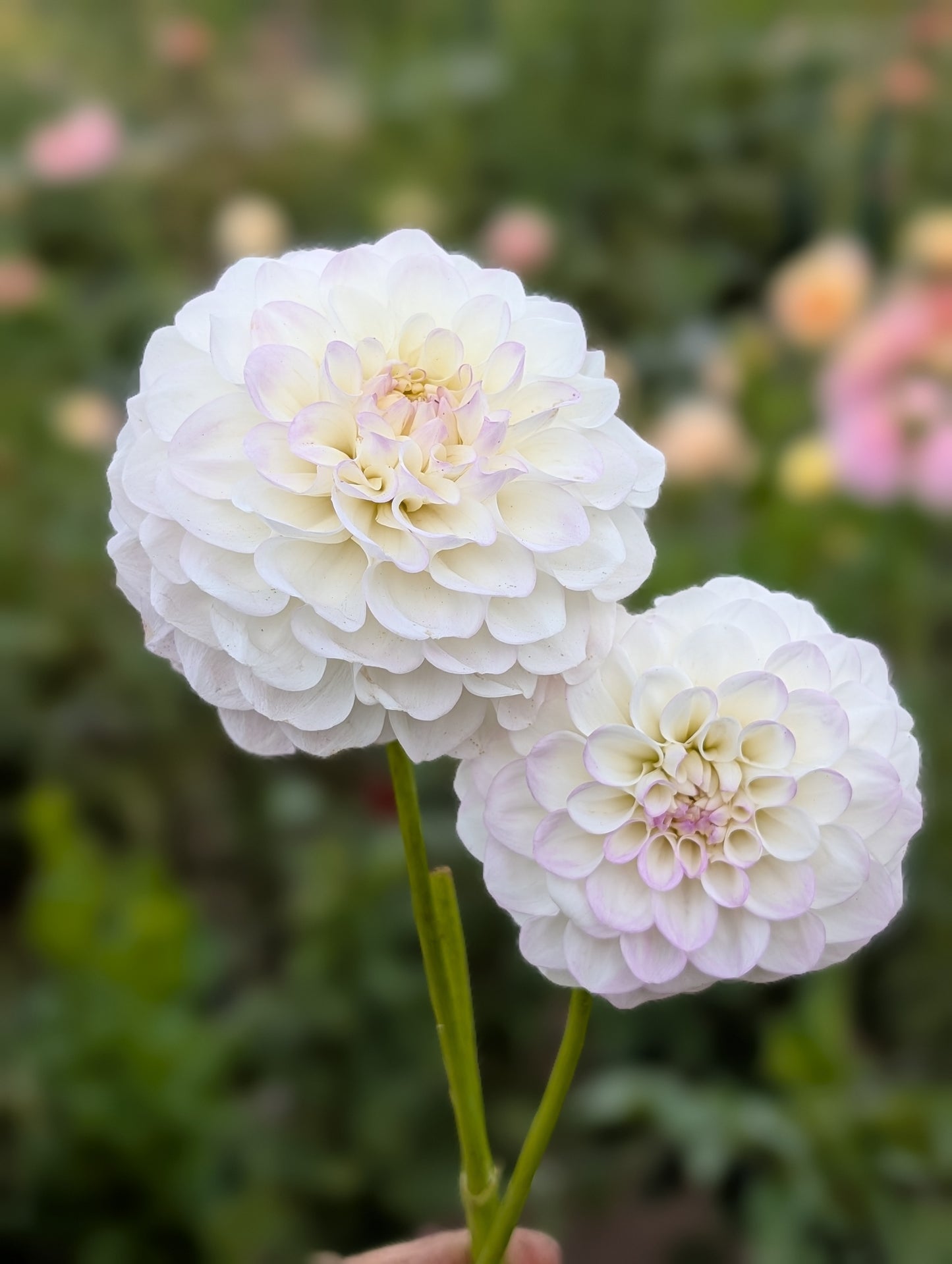 Narrows Ryder dahlia