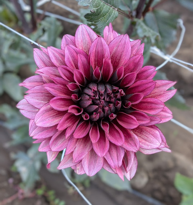 Night Silence dahlia