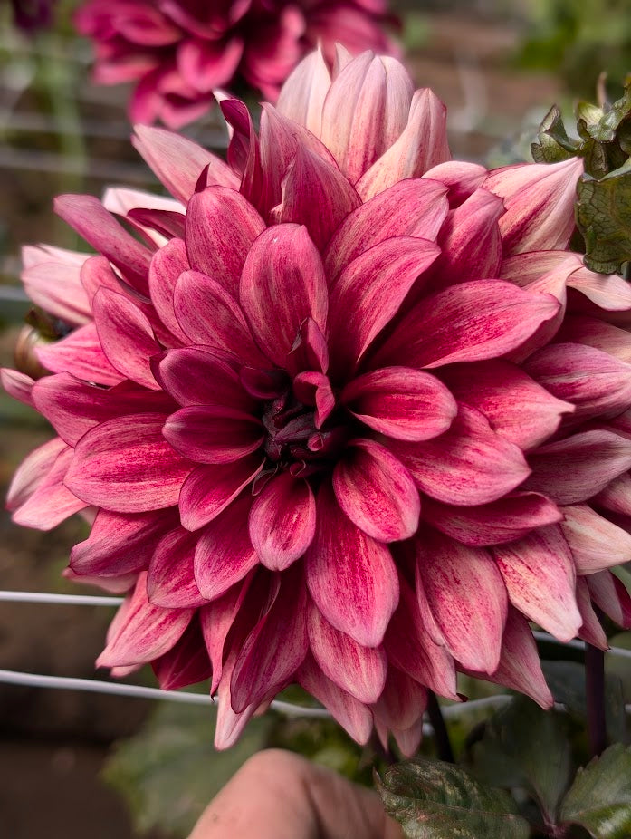 Night Silence dahlia